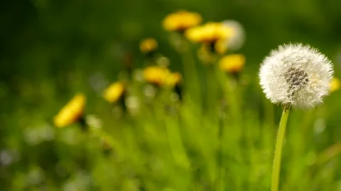 Fluffy dandelion on wind against background of yellow flowers Stock Footage 201285452