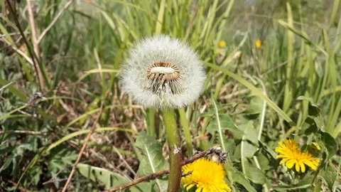 Fluffy dandelion at windy day - 9 Stock Footage 107726595