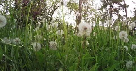 Fluffy dandelions against the background of trees Stock Footage 76460718