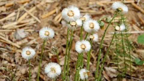 Fluffy dandelions close-up Stock Footage 154574531