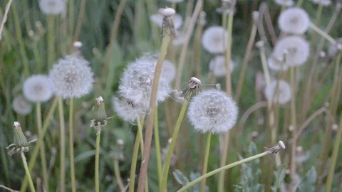 Fluffy dandelions close-UPS Stock Footage 108804011
