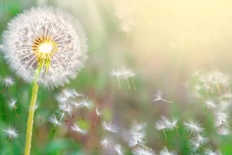 Fluffy dandelions glow in the rays of sunlight at sunset in nature on a meado Stock Photos