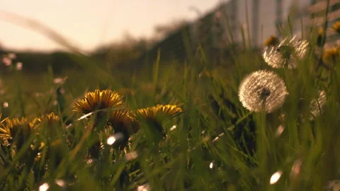 Fluffy dandelions grow in sunset meadow Stock Footage 344014881