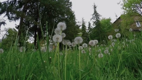 Fluffy dandelions in high green grass Stock Footage 76460176
