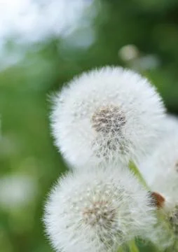 Fluffy dandelions. Stock Photos