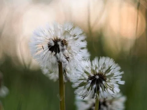 Fluffy dandelions Stock Photos