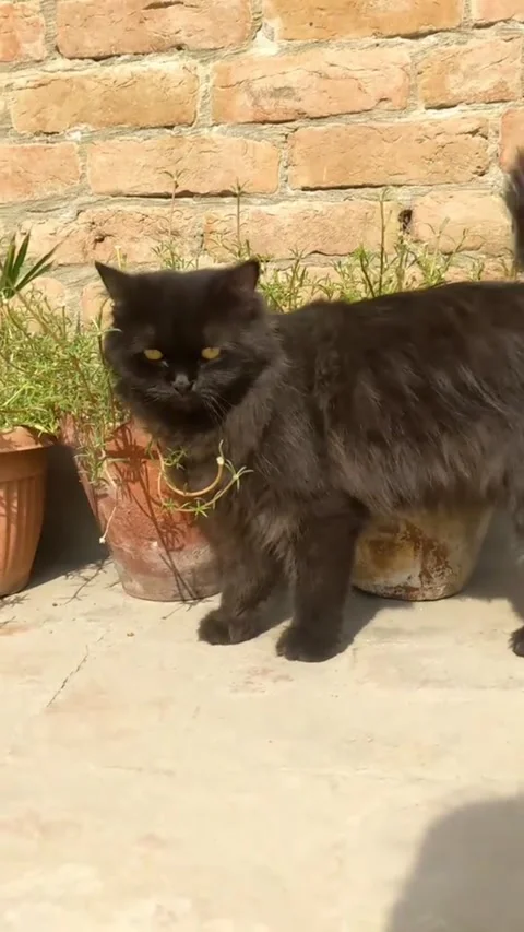 Fluffy Dark Brown Cat Walking Stock Footage 337432192