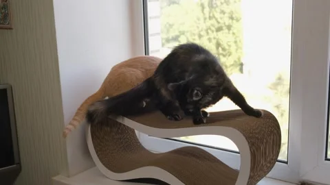 Fluffy dark cat lying on a cardboard scratcher looking at camera while oran.. Vidéo 337289778