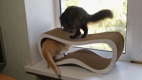 Fluffy dark cat standing on top of a wavy cardboard scratcher while orange .. Vídeos de archivo 337289770