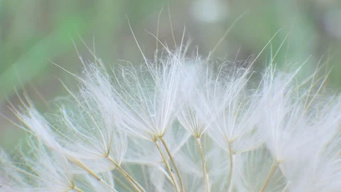 Fluffy delicate dandelion seeds Video stock 127659561
