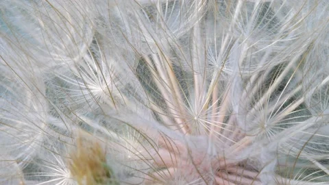 Fluffy delicate dandelion seeds Stock Footage 197897622