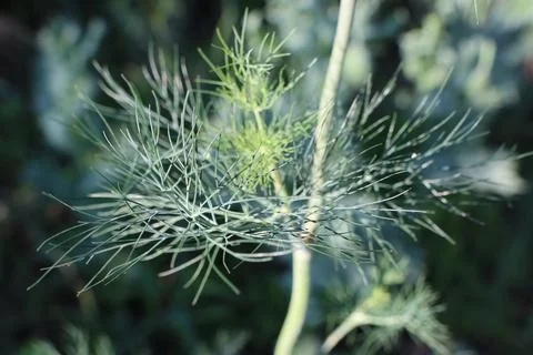 A fluffy dill sprig grows on the stem of a plant against the background of a Foto stock