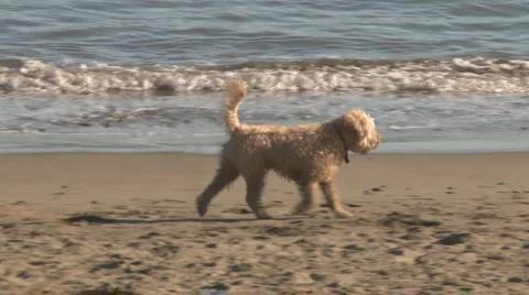 Fluffy dog at beach Stock Footage 952647