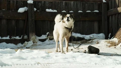 Fluffy dog on a chain barks in the yard, Russian Siberian village Stock Footage 233267987