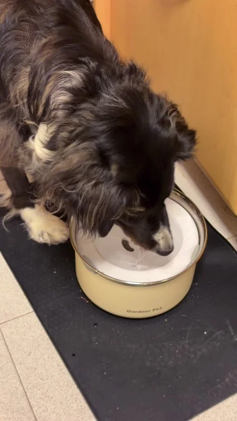Fluffy Dog Drinking Water From Bowl on Kitchen Floor Stock Footage 336802467