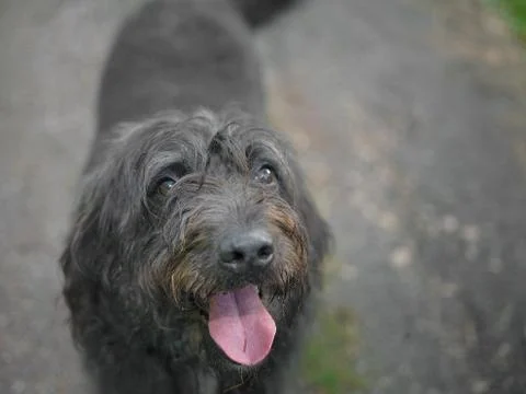 Fluffy dog face Photos