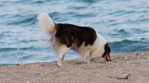 Fluffy dog foraging on a sandy beach Stock Footage 336566045