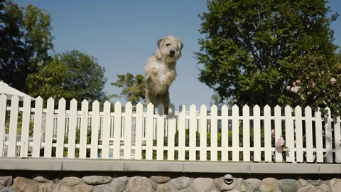 Fluffy dog jumping small fence Stock Footage