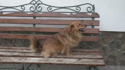 Fluffy dog looking at camera on bench 스톡 동영상 339291887