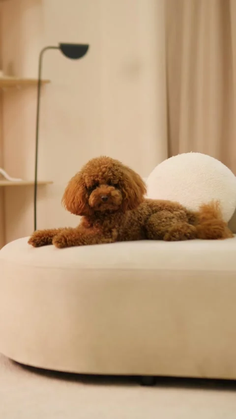 A fluffy dog is peacefully resting on a stylish sofa in an elegantly decorated Stock Footage 307584828