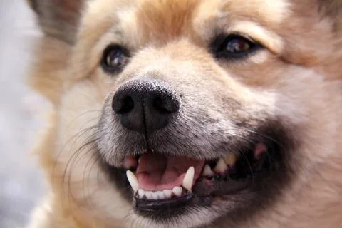 Fluffy dog Stock Photos