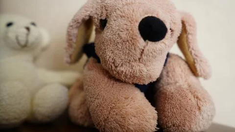 Fluffy dog 库存照片