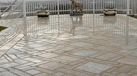 Fluffy Dog Playing Catch - Cute And Adorable Stock Footage 48274402