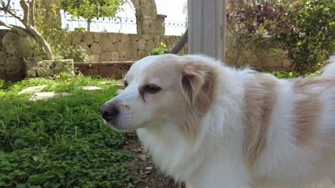 Fluffy dog ​​poses while relaxing in the garden. Stock Footage 219329663