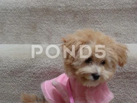 Fluffy dog in purple dress Stock Photos
