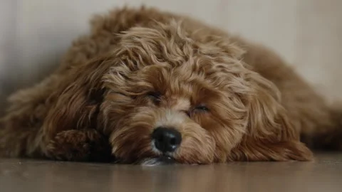 Fluffy Dog Relaxing on Floor 스톡 동영상 307308816
