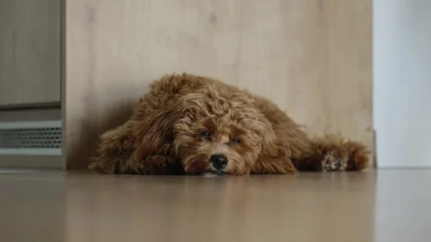 Fluffy Dog Relaxing on Floor Stock Footage 307309168