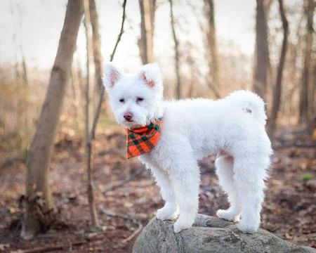 Fluffy Dog on Rock 库存照片