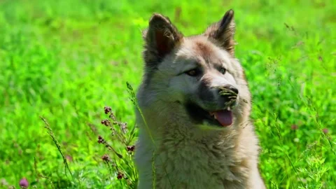 Fluffy Dog Sitting on Green Grass Outdoors Stock-Footage 335549523