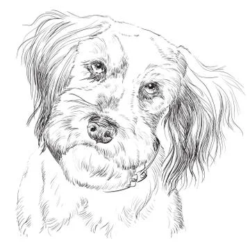 Fluffy dog vector hand drawing portrait Stock Illustration