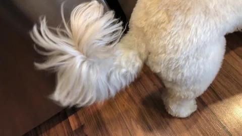 Fluffy Dog Wagging it's Tail Stock Footage 265907317