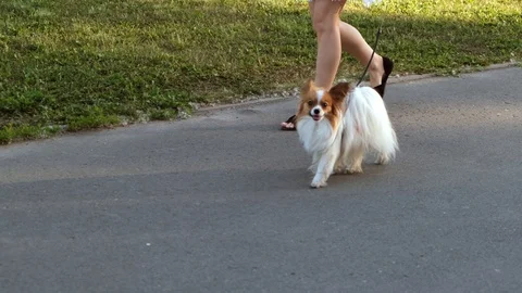 Fluffy dog on a walk Stock Footage 109262441