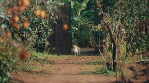 Fluffy dog walking a dirt path past persimmon trees Stock Footage 332240140