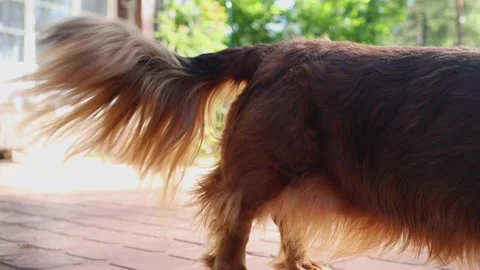 Fluffy dog's tail waving close up. Dachshund legs and back outdoor. Happy animal Stock Footage 283684565