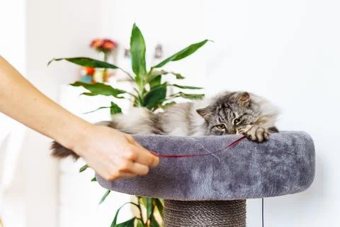 Fluffy domestic cat lying on plush cat scratching tree against home interior Stock Photos