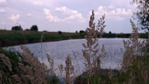 Fluffy dry grass panicles near calm lake under blue cloudy sky Stock Footage 339588627