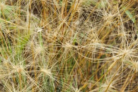 Fluffy dry grass 스톡 사진