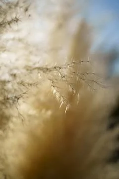 Fluffy dry reed, soft focus. Closeup of dry wild grass, shallow depth of field Stock Photos