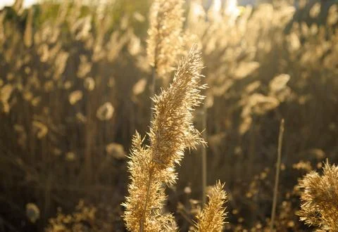 Fluffy dry reeds under the rays of the sun at sunset Foto stock