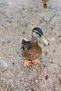 Fluffy Duck close-up Stock Photos