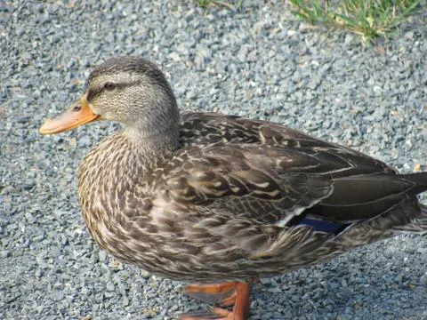 Fluffy Duck 스톡 사진