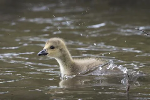 Fluffy duck Foto stock