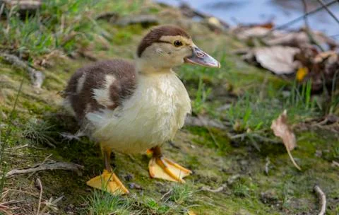 Fluffy duckling on the grass. Stock Photos