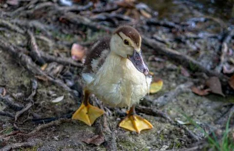 Fluffy duckling on the grass Stock Photos