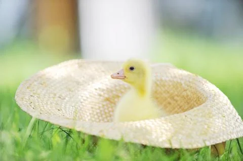 Fluffy  duckling Stock Photos