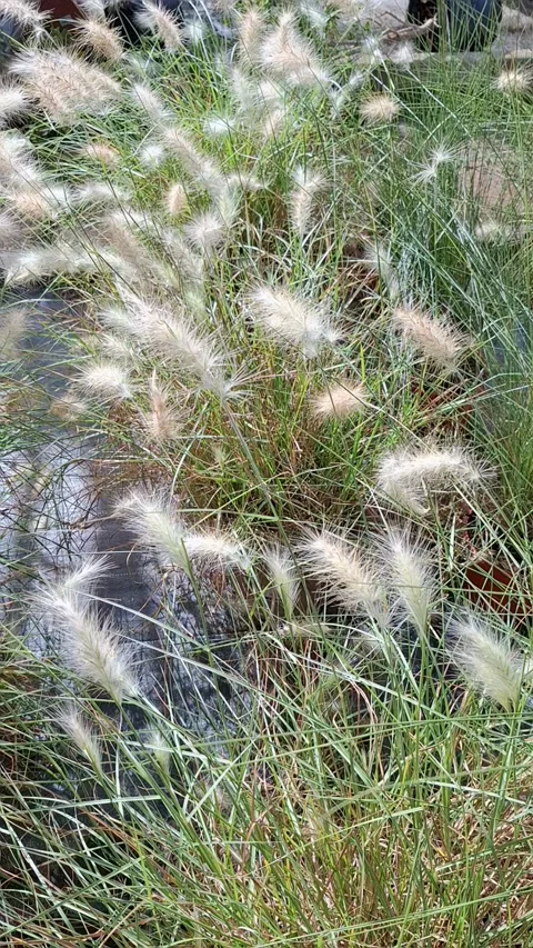 Fluffy ears of grain dance gracefully in the gentle wind on a sunny day in .. Stock Footage 337346926